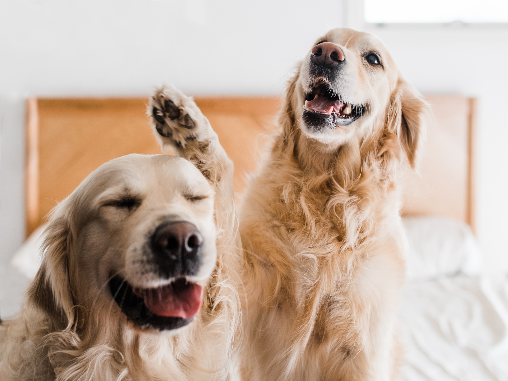golden retriever
