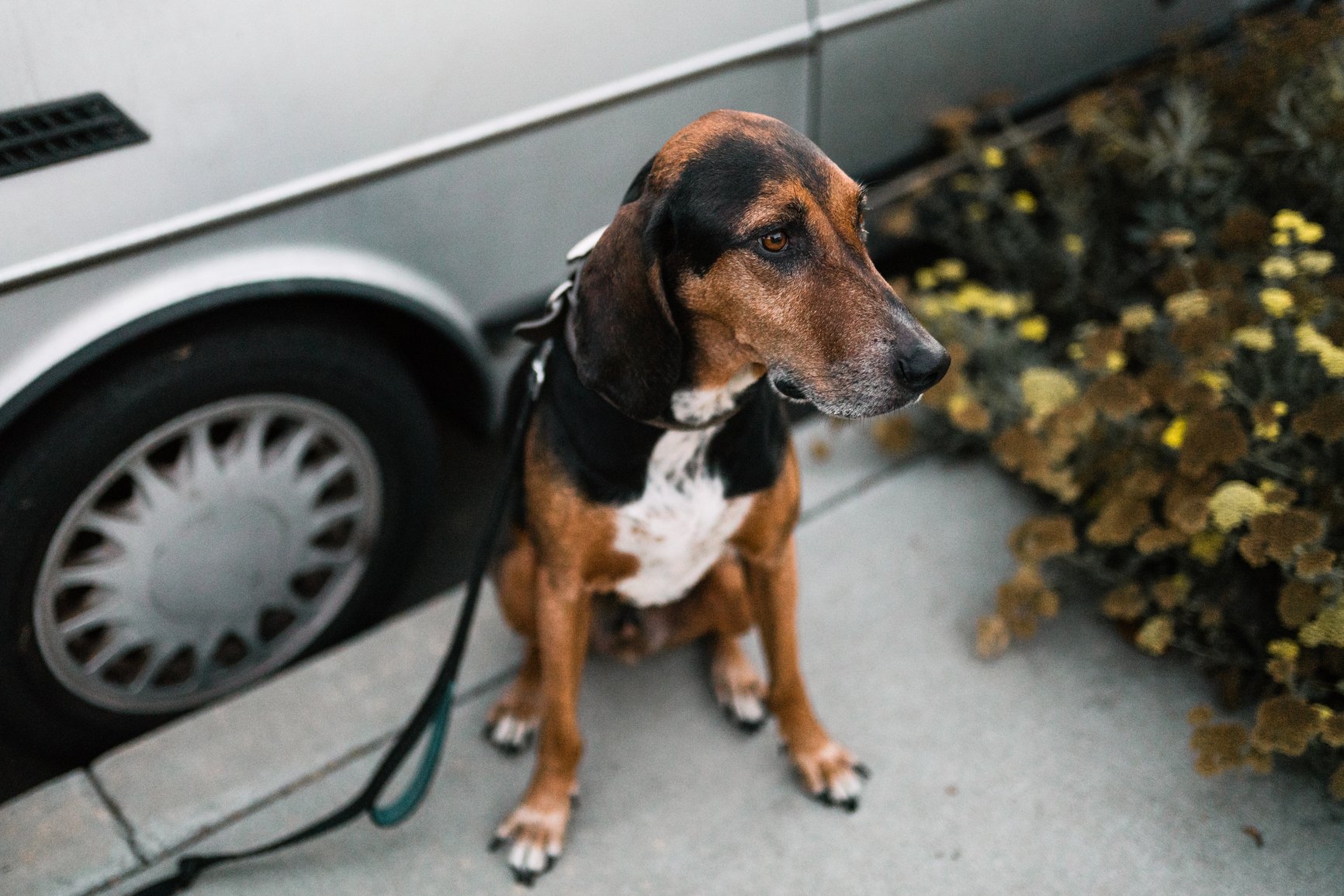 dog car