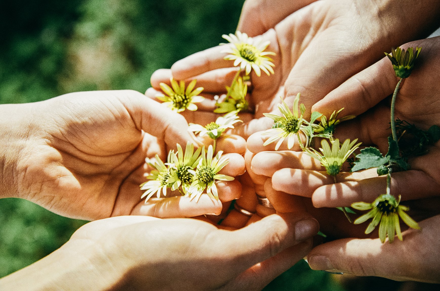flowers